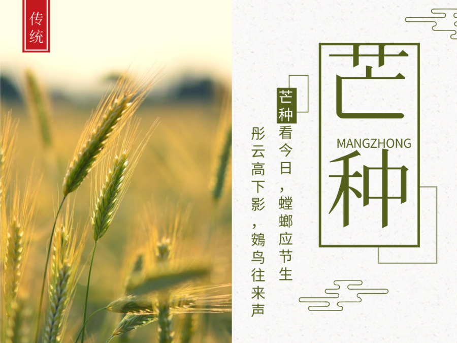 今日芒種，忙有所獲，不負耕耘！